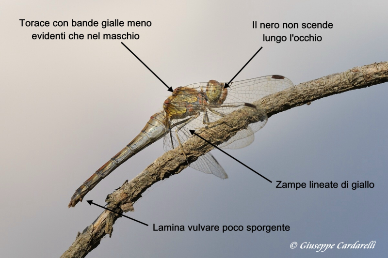 Scheda: Sympetrum striolatum